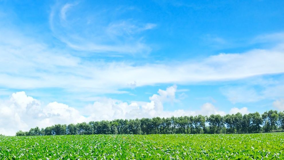 Este usor de plantat, rezista la inghet si poate aduce profituri record. Leguma redescoperita de agricultorii romani