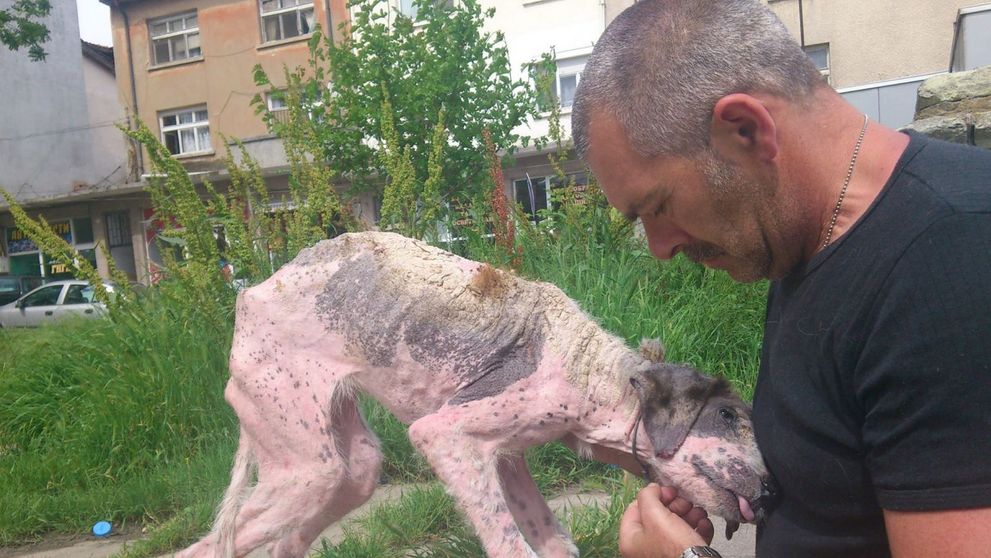 Cum arata acum acest caine dupa ce a fost salvat si tratat cu dragoste. Imaginile sunt impresionante