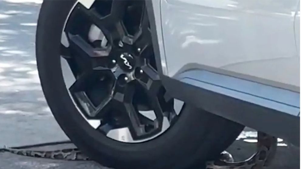 Momentul șocant când un șarpe se strecoară în mașină, în timp ce șoferul stătea la coadă în drive-thru, la un fast food VIDEO
