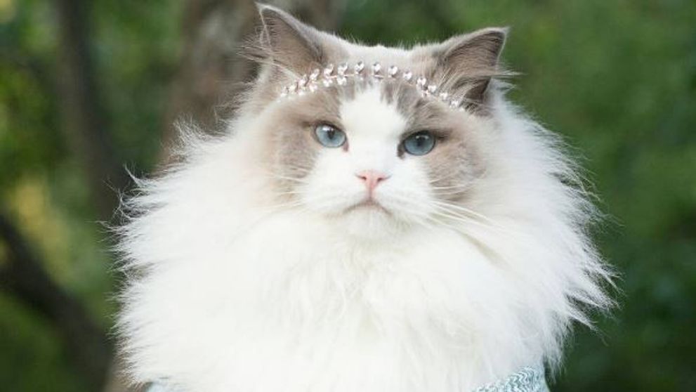 Grumpy Cat e istorie! O noua pisica face senzatie pe internet. Cum arata Aurora, felina-printesa care i-a cucerit pe internauti