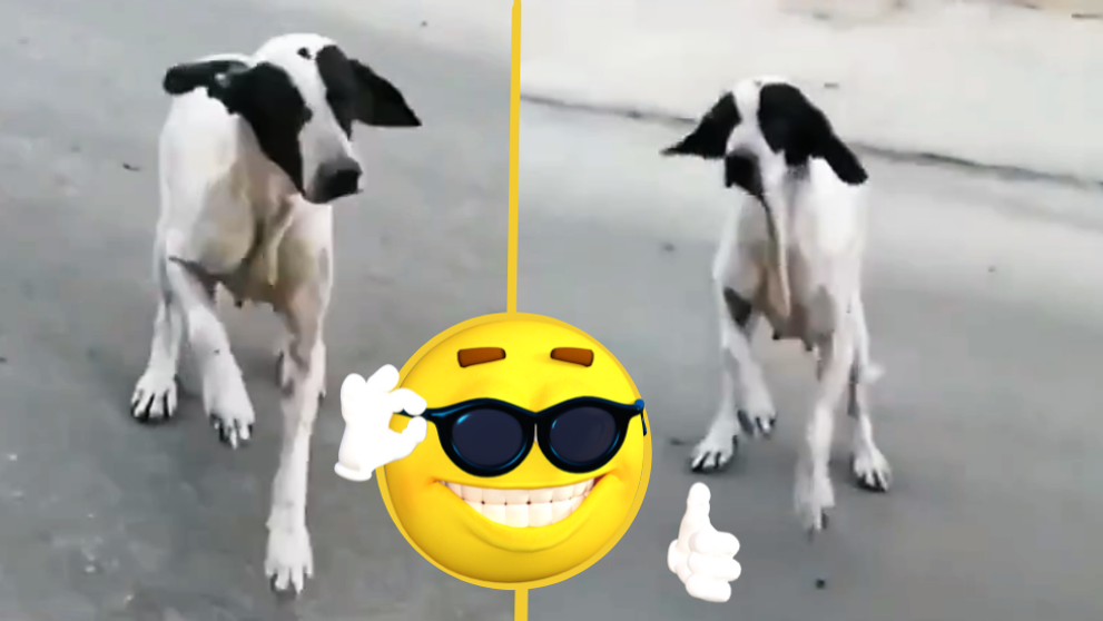 VIDEO Câinele care face pe milogul, viral pe internet. 'Nu m-ar deranja să fiu înșelat de el'