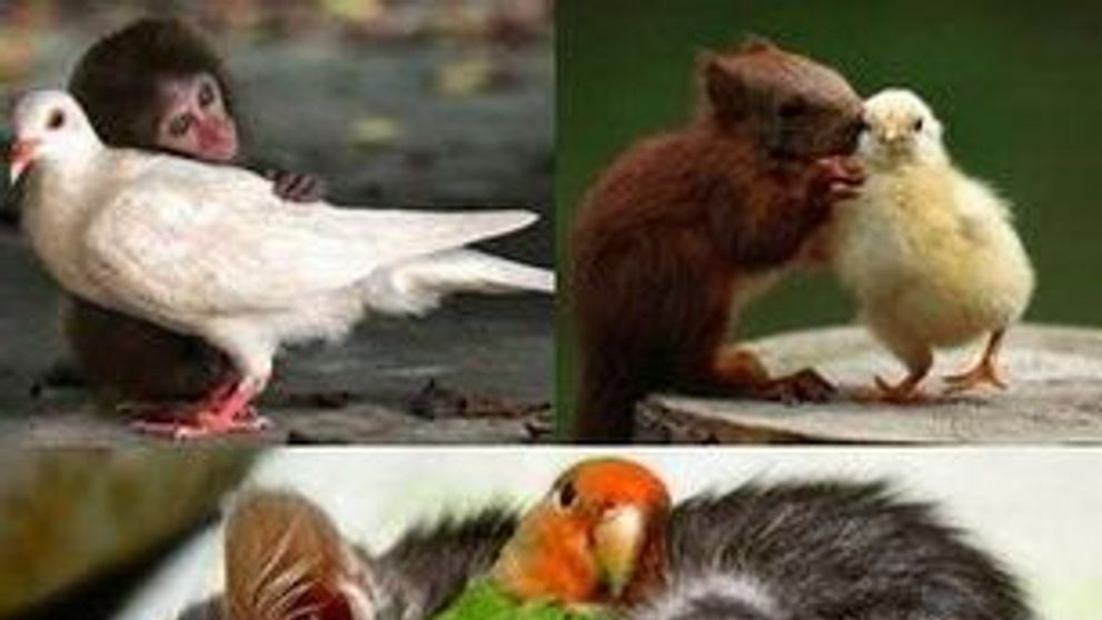 Prietenii intre animale: GALERIE FOTO