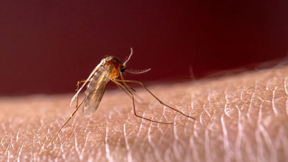 Focar de malarie în România. Specialist: Este posibilă o transmitere locală a malariei. Riscul vine din cauza încălzirii globale