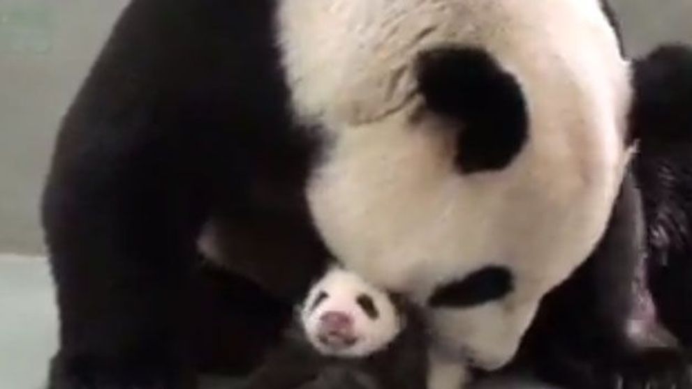 Momentul emotionant cand o ursoaica panda isi revede puiul dupa o luna de zile. Clipul a strans sute de mii de afisari pe YouTube