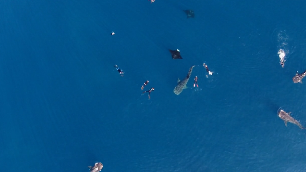 Un elicopter a surprins un fenomen extrem de rar, in mijlocul oceanului. Ce se intampla in apa e cu adevarat spectaculos