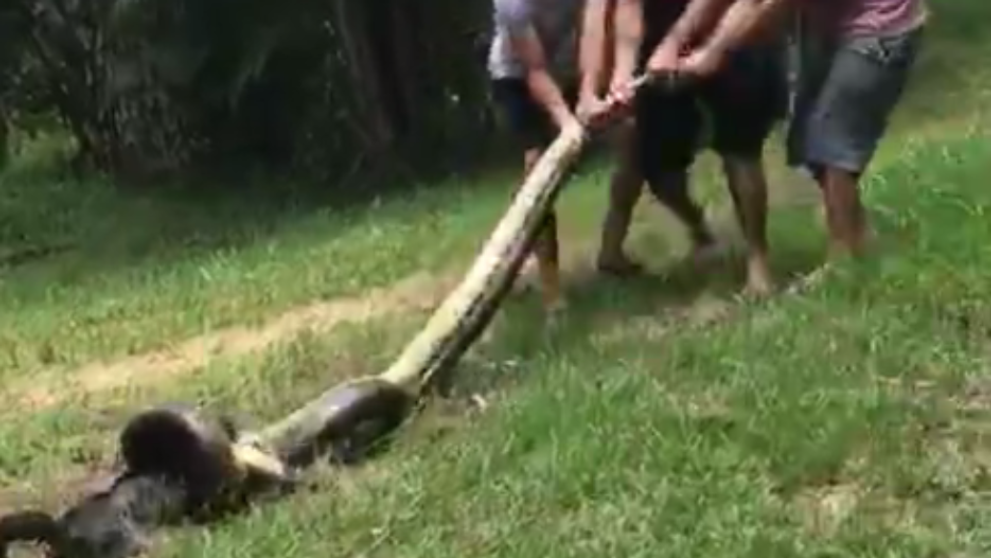 Trei sateni au ajutat un catelus sa scape din gura unui sarpe anaconda