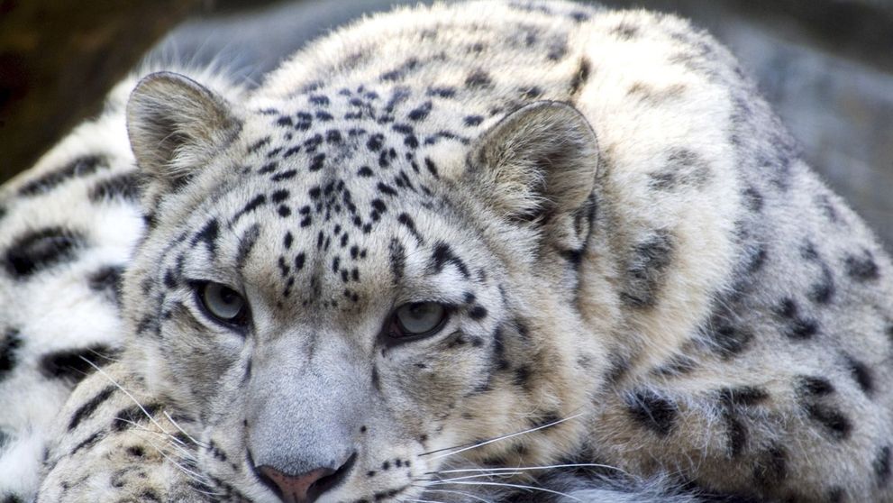 Tragedie la grădina zoologică din Nebraska! Trei leoparzi ai zăpezii au murit din cauza coronavirusului 