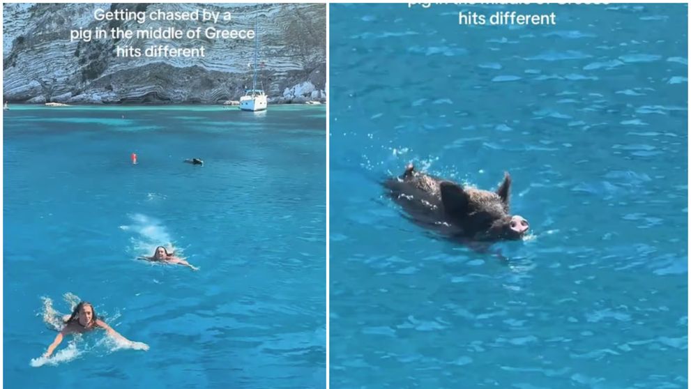 Două turiste, momente de panică în vacanța din Grecia. Ce au făcut când un mistreț le-a urmărit în apa mării