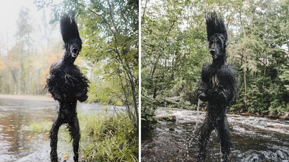 Ce animal apare într-o fotografie care îi sperie pe toți. „M-a băgat în panică”