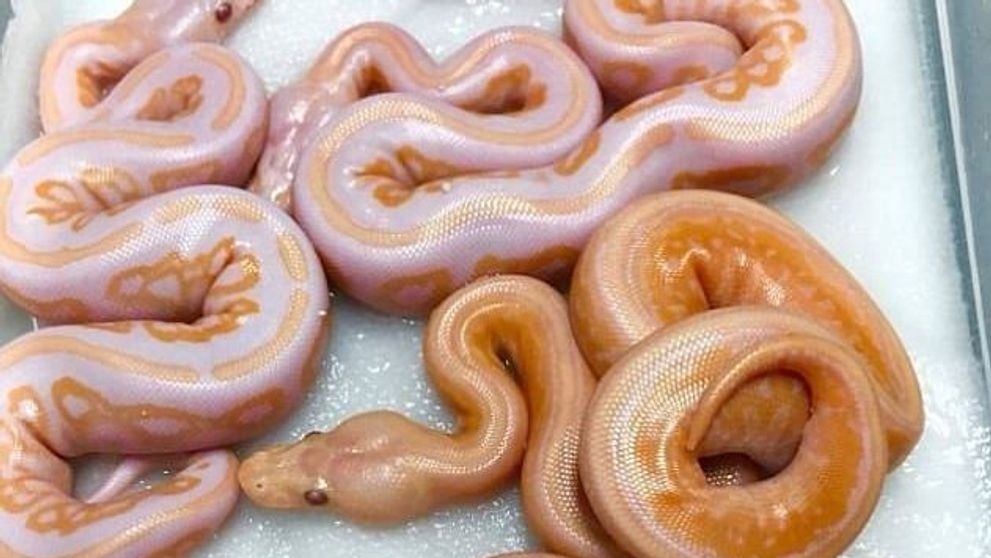 Aceasta iluzie optica le-a dat batai de cap internautilor in ultimele zile. Tu te prinzi ce e in tava?