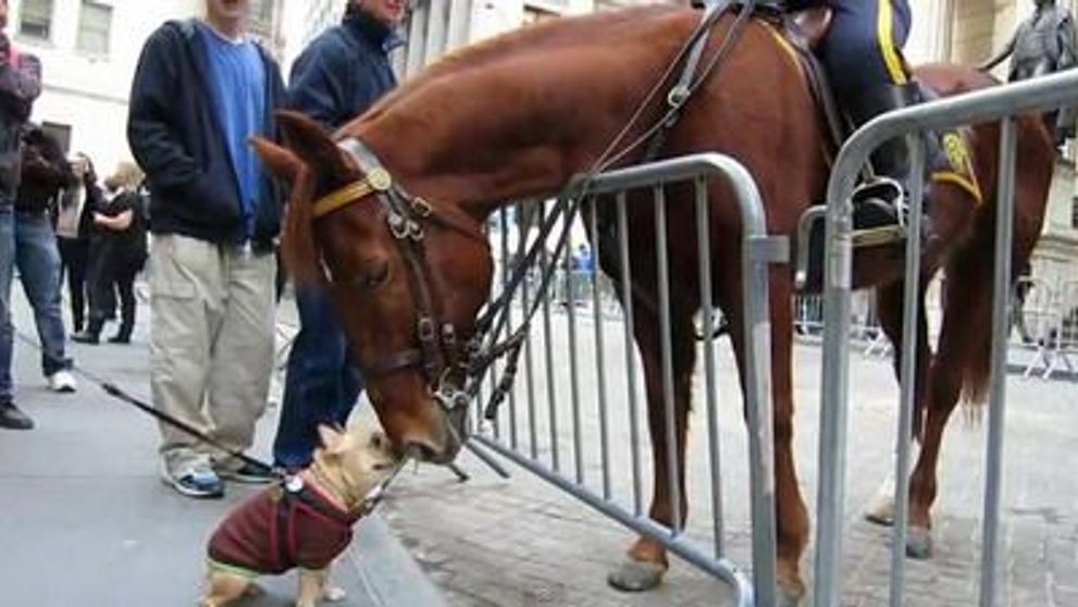 Cum s-a imprietenit un bulldog francez cu un cal al politiei NYPD chiar pe Wall Street! VIDEO
