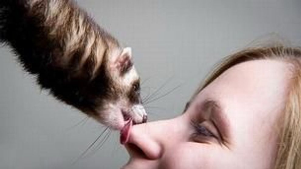 Dihorii, cele mai dragute animale de companie! GALERIE FOTO