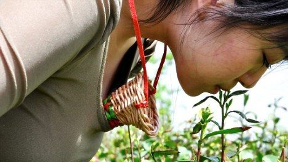 Chinezii cauta virgine care sa culeaga frunze de ceai cu buzele!