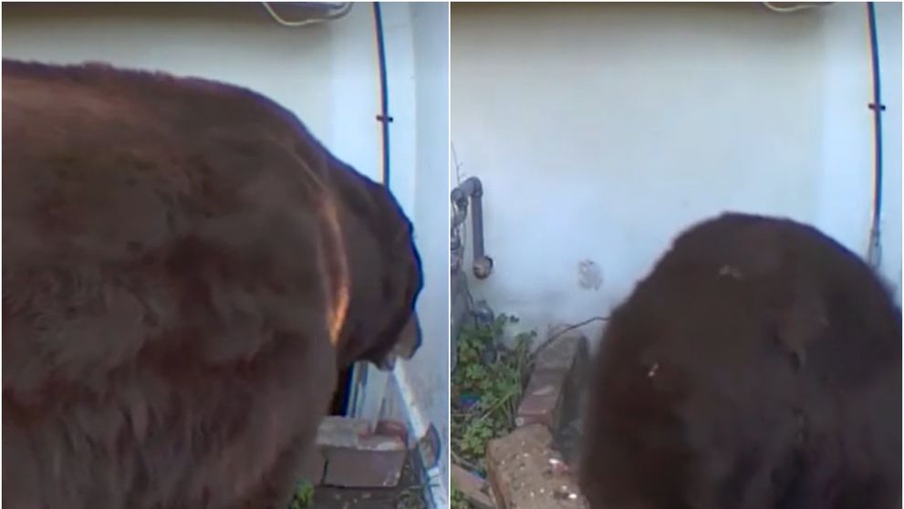 Un urs de 250 de kilograme și-a făcut bârlog sub locuința unei familii: „Am auzit un mârâit uriaș”. Nici autoritățile nu au reușit să îl alunge VIDEO