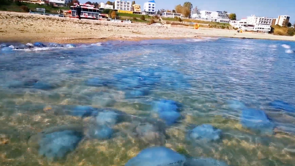 Invazie de meduze pe litoralul românesc. Ce efecte pot avea înțepăturile asupra pielii și cât de periculoase sunt pentru turiști