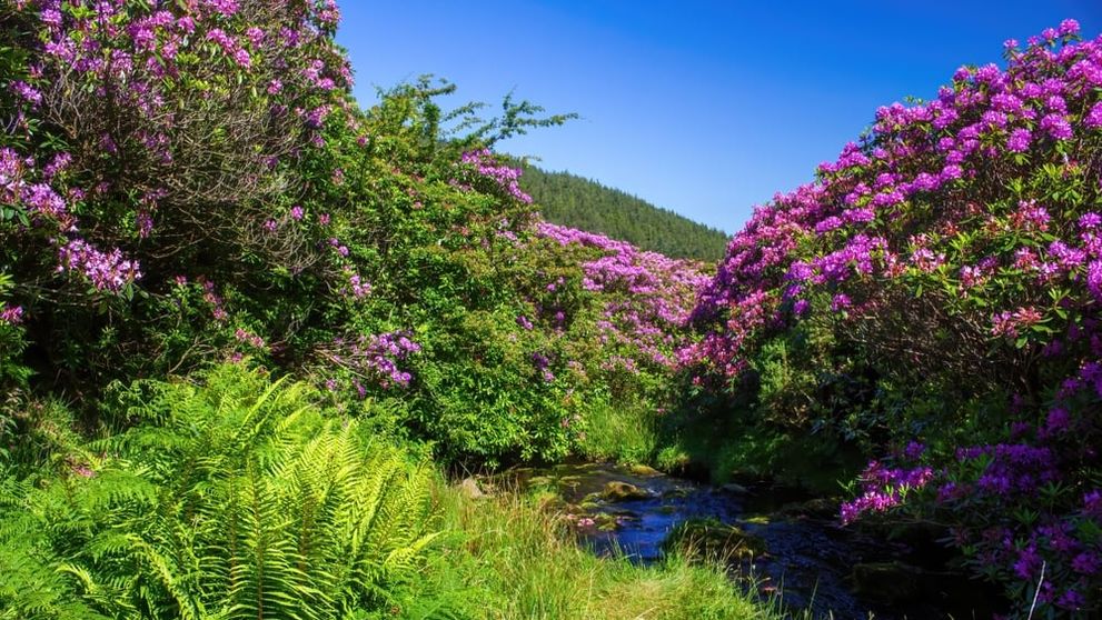 Fenomenul care atrage mii de turiști la munte în fiecare vară. Ciucaș, Bucegi și alte zone unde rhododendronul face spectacol