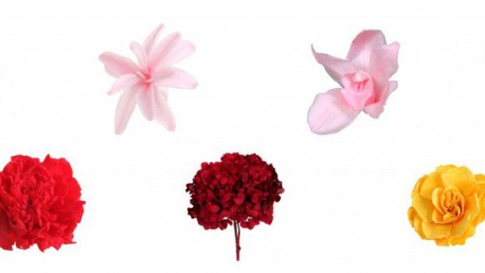 (P) Lumea florilor criogenate - Crioflowers, pentru sărbători de iarnă magice