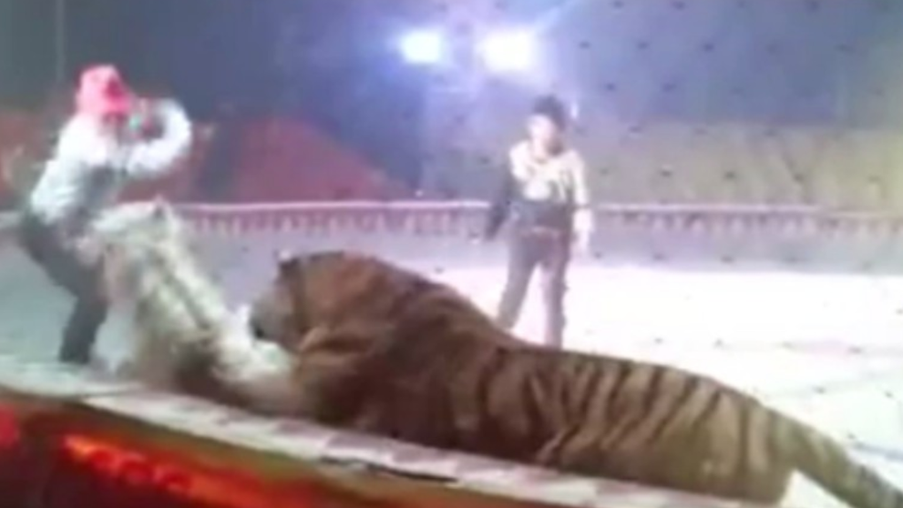 Un cal a fost atacat brutal de un tigru si un leu in timpul unei repetitii de la circ