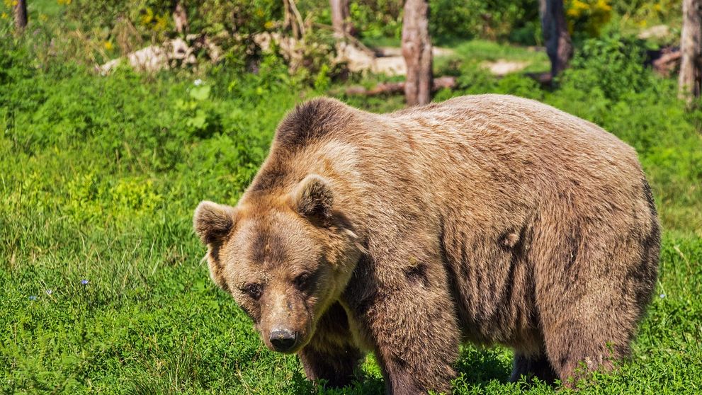 S-a speriat de urs și a fugit în pădure. Salvatorii au căutat o zi întreagă o femeie plecată la cules de afine