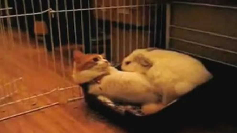Acest iepuras isi vrea patul inapoi si este in stare sa bata o pisica ca sa il recupereze!