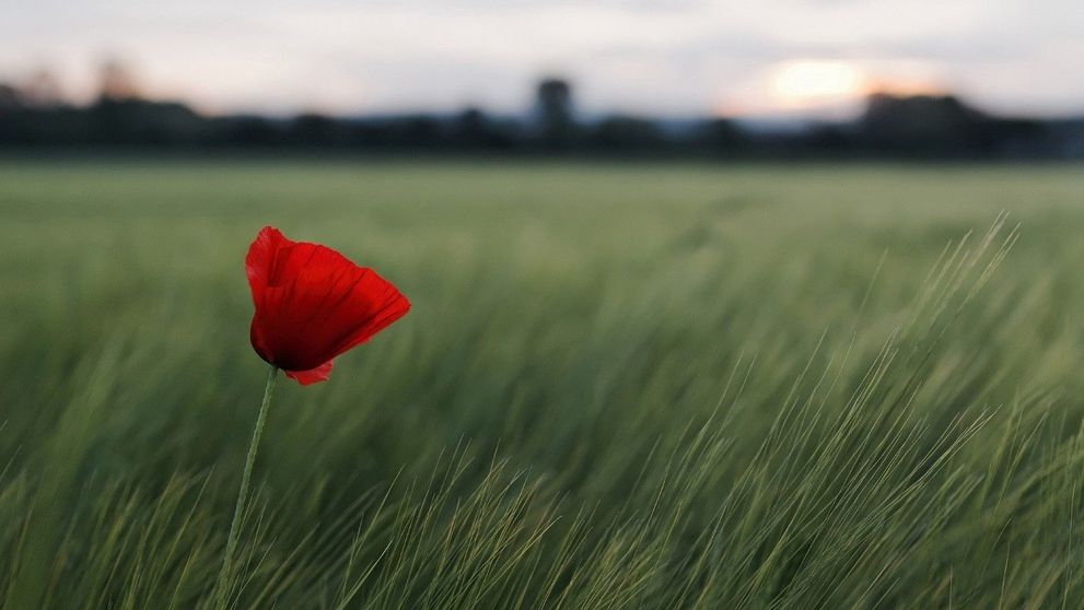 (P) 5 beneficii ale planificarii in avans a serviciilor funerare si inmormantarii