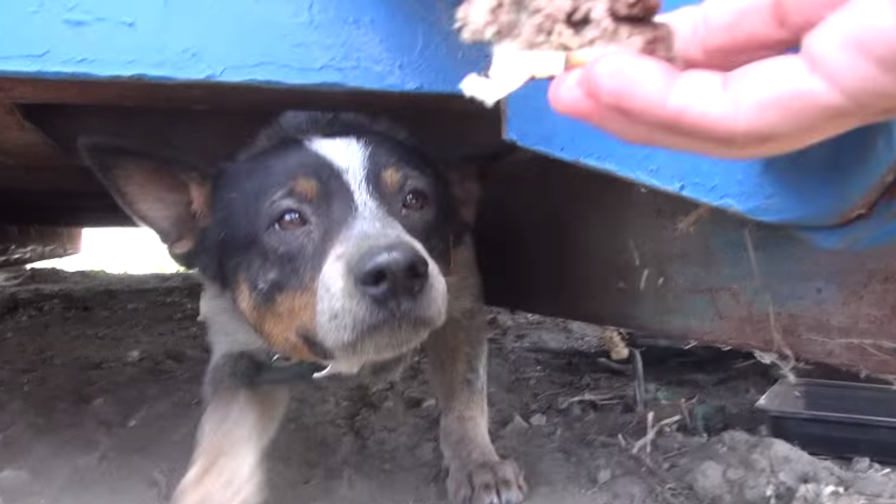Stapanii l-au abandonat fara mila intr-un tomberon. Reactia catelului dupa ce a fost salvat e cu adevarat induiosatoare