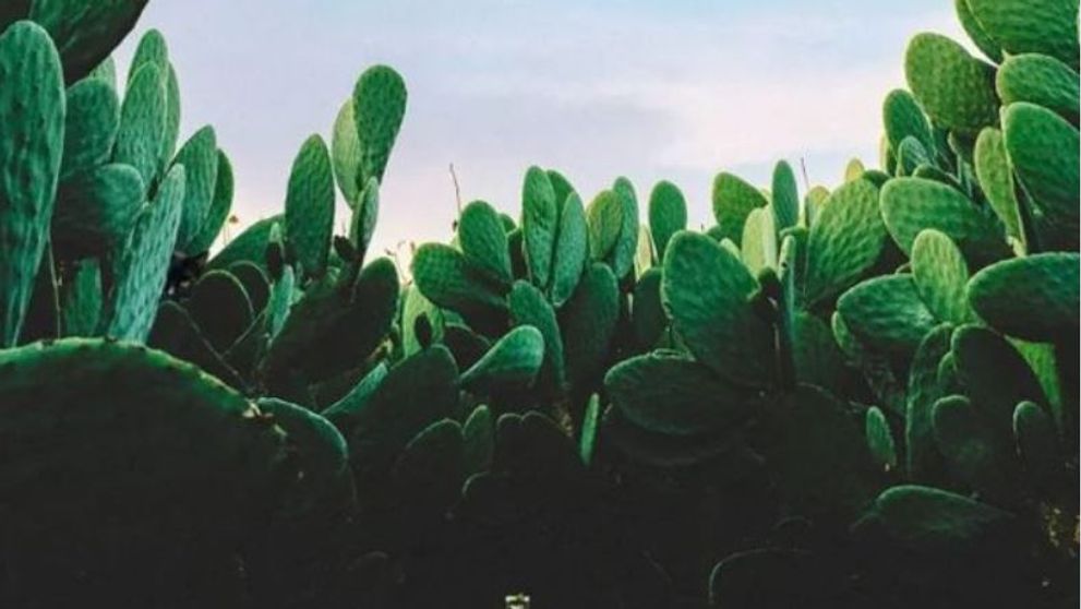 Iluzie optică virală! Dacă poți vedea pisica pitită între cactuși, te numeri printre cei 3% oameni extrem de inteligenți