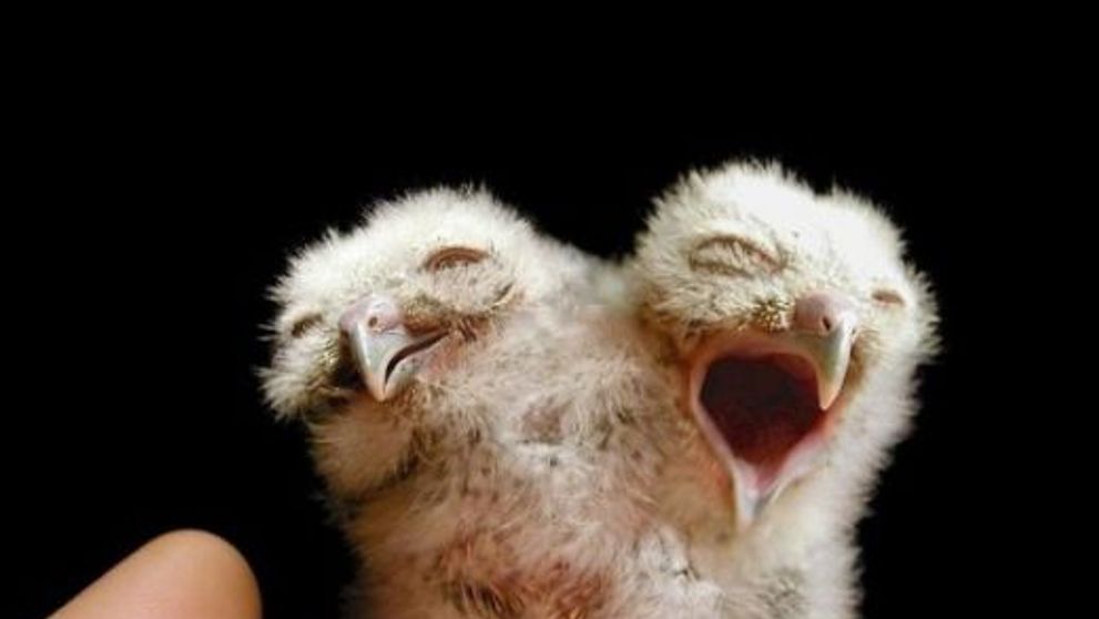 Curiozitati: Animale cu doua capete! FOTO