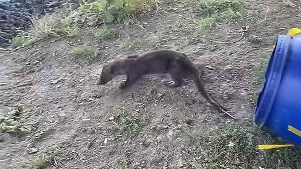 O vidră a ajuns într-un salon de coafură. Ce s-a întâmplat ulterior cu animalul, o specie strict protejată - VIDEO