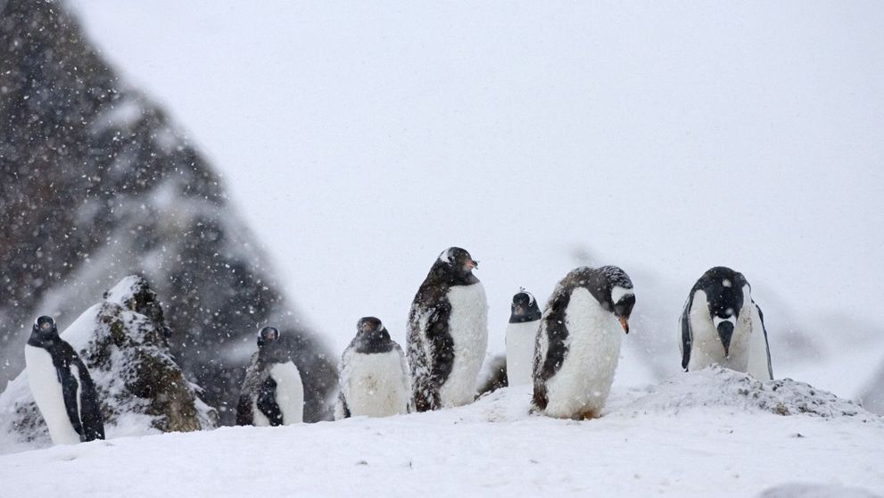 Cum se trăiește în Antarctica, singurul continent de pe glob unde nu s-au înregistrat cazuri de Covid-19