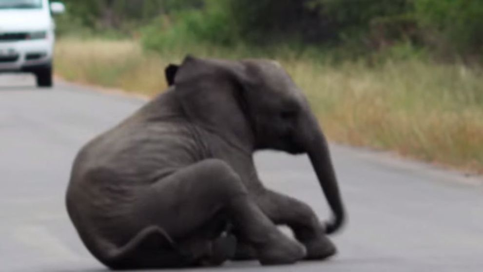 Un pui de elefant se prabuseste in mijlocul soselei. Reactia familiei lui, impresionanta - VIDEO