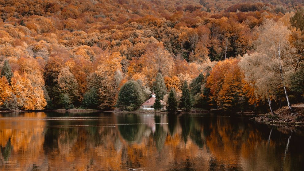 Fenomenul rar care poate fi observat toamna în pădurile din România.  Spectacolul natural durează doar câteva săptămâni | PRO TV