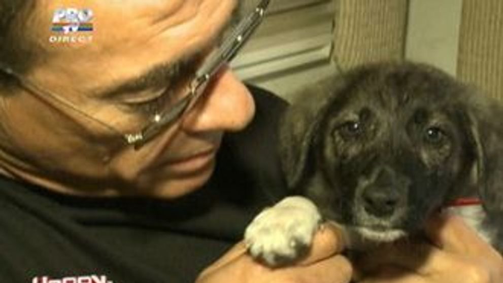 Van Damme creste cincisprezece catei si mai adopta o catelusa din Romania!