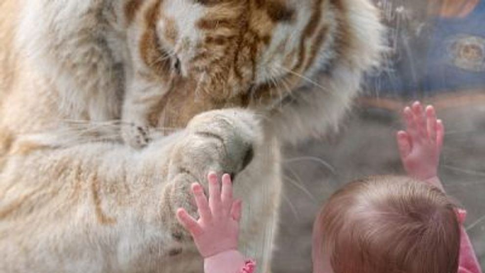 Moment infricosator la zoo in SUA. Cum reactioneaza un tigru cand vede un bebelus