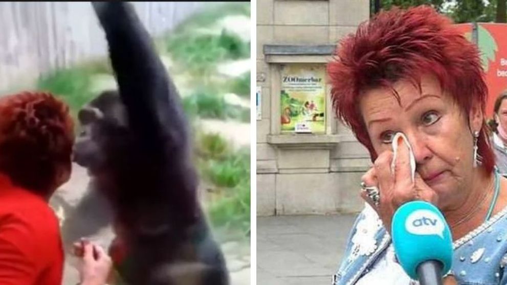 O femeie nu mai are voie să meargă la grădina zoologică, după ce s-a împrietenit prea mult cu un cimpanzeu