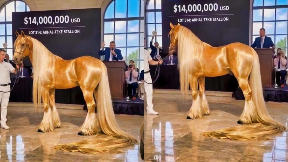 Este reală imaginea cu „calul de aur” vândut cu 14 milioane de dolari la o licitație?