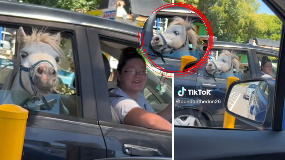 VIDEO viral pe TikTok. Calul, pe bancheta din spate a mașinii, la coadă la drive-thru