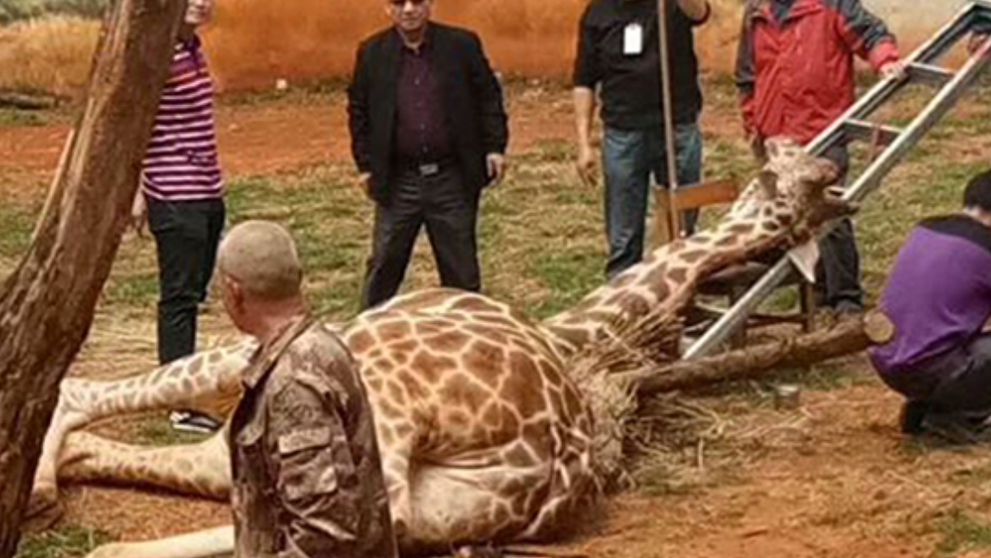 O girafa a murit tragic intr-o gradina zoologica