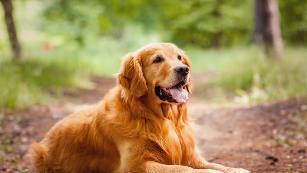 Concurs international canin la Bistrita Nasaud. 500 de caini au defilat si si-au etalat frumusetea si tinuta