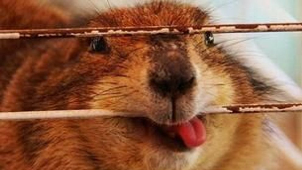 Situatii nostime in care sunt implicate animalele! GALERIE FOTO