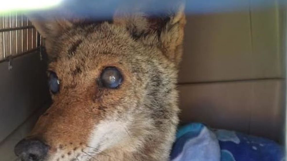Au salvat de la moarte un coiot orb. Ce au descoperit in cusca animalului dupa cateva zile