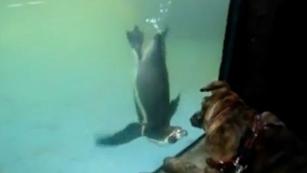 Reactia incredibil de haioasa a unui catel cand vede un pinguin. Stapanii lui nu se mai pot opri din ras