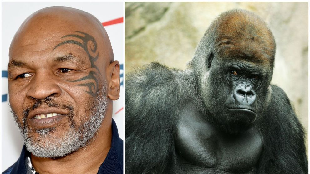 Mike Tyson, dezvăluire șocantă: A dat 10.000 de dolari pentru a se lupta cu o gorilă de la Zoo