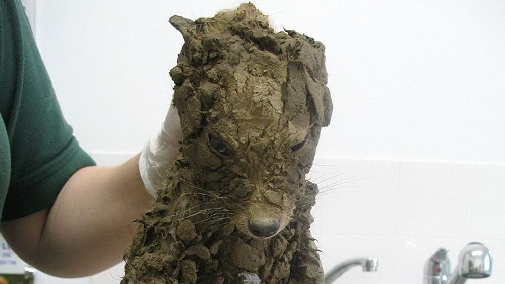 Au gasit un animal misterios 