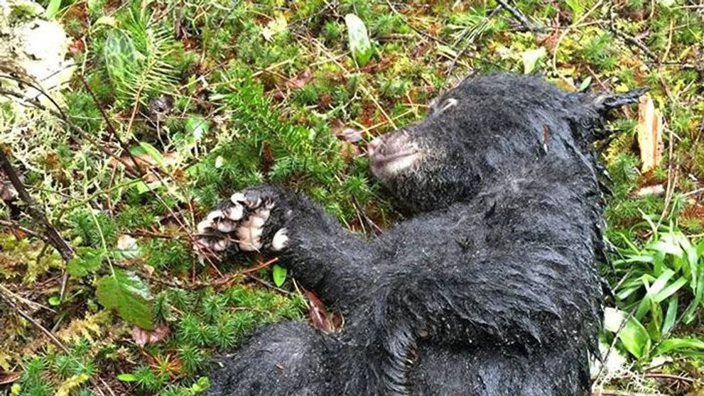 A gasit un animal ciudat ranit pe o poteca. Cand a ajuns acasa, si-a dat seama ca si-a riscat viata salvandu-l. Ce era
