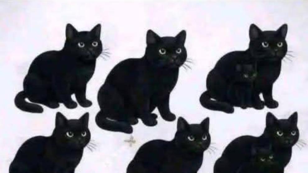 Iluzie optică virală! Vezi 9 pisici negre în imagine? Greșit. Câte sunt, în realitate