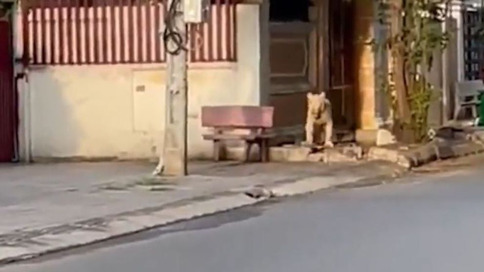 Un leu a fost filmat în timp ce se plimba pe străzile unui oraș. Animalul ar fi fost eliberat intenționat