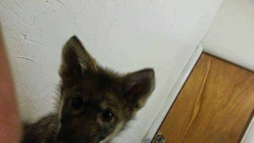 Un barbat a adoptat catelus, dar cateva luni mai tarziu a realizat ca patrupedul nu este unul obisnuit. Ce a descoperit
