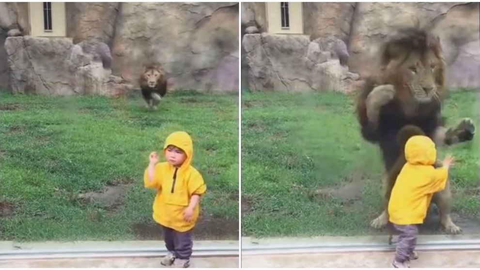 Un baietel simpatic a mers in vizita la zoo. Ce s-a intamplat in momentul in care s-a apropiat de tarcul leului