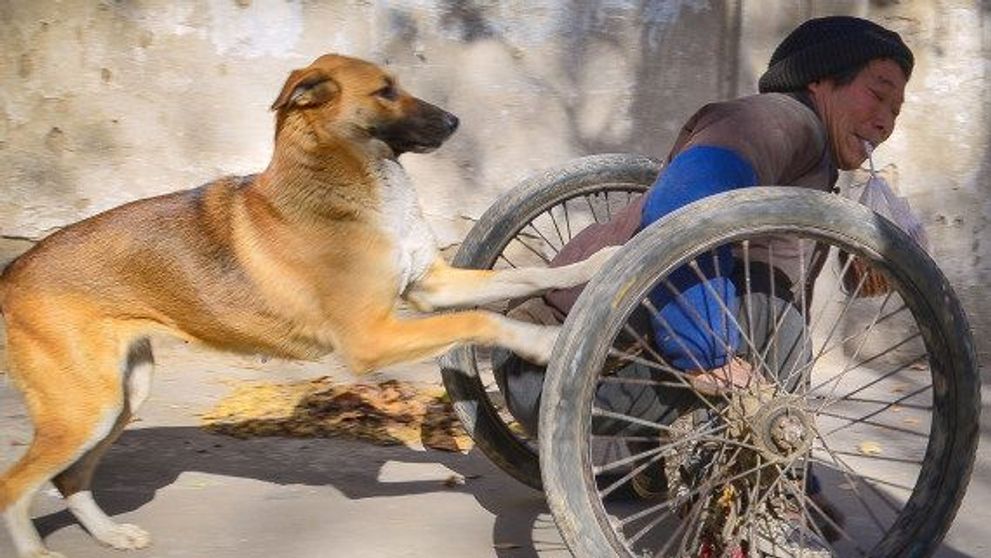 O lectie de iubire si loialitate: un caine isi ajuta stapanul paralizat sa supravietuiasca. Afla povestea emotionanta